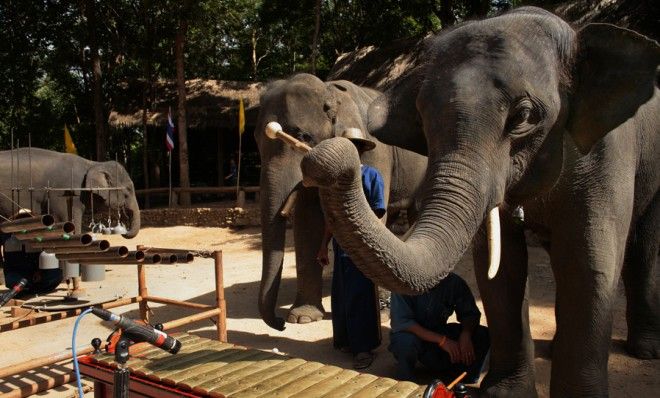 Thai Elephant Orchestra