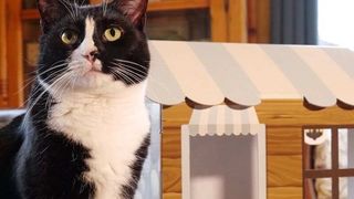New cat house subscription service Habicats