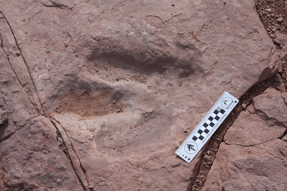 stolen theropod track