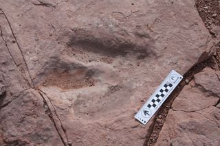 stolen theropod track