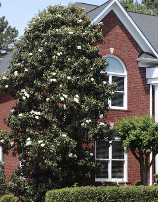 southern magnolia tree in a front yard