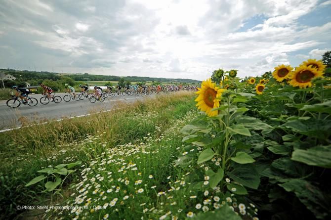 France doesn't have a monopoly on sunflowers during July bike races!