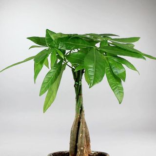 Pet friendly money tree in small ceramic pot
