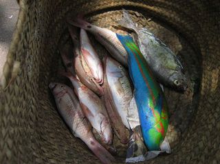 Colorful fish in basket