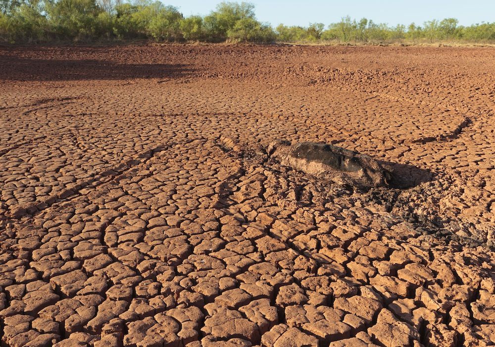 Dead cow during the 2011 Texas drought.