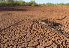 Dead cow during the 2011 Texas drought.