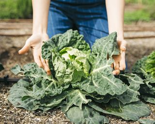 Gardener inspects home-grown cabbage