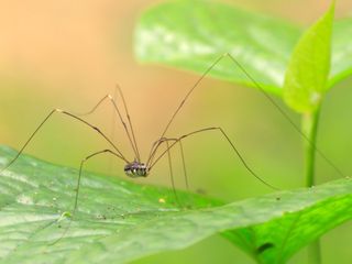 Are daddy longlegs spiders? Myths and arachnids meet up