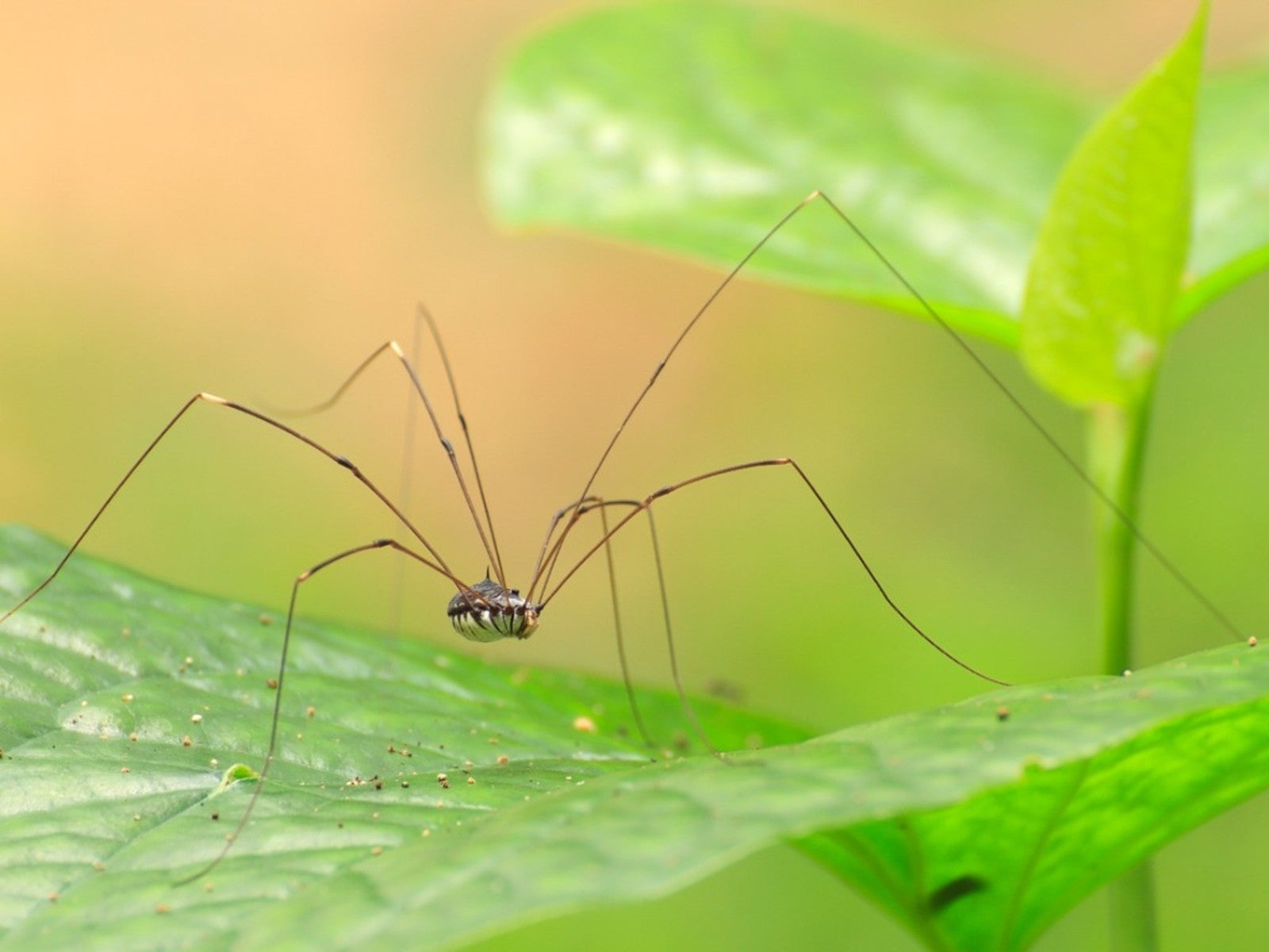 Daddy long legs spider