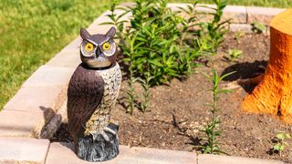 A fake owl keeping birds at bay and protecting plants