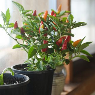 Potted chilli plant