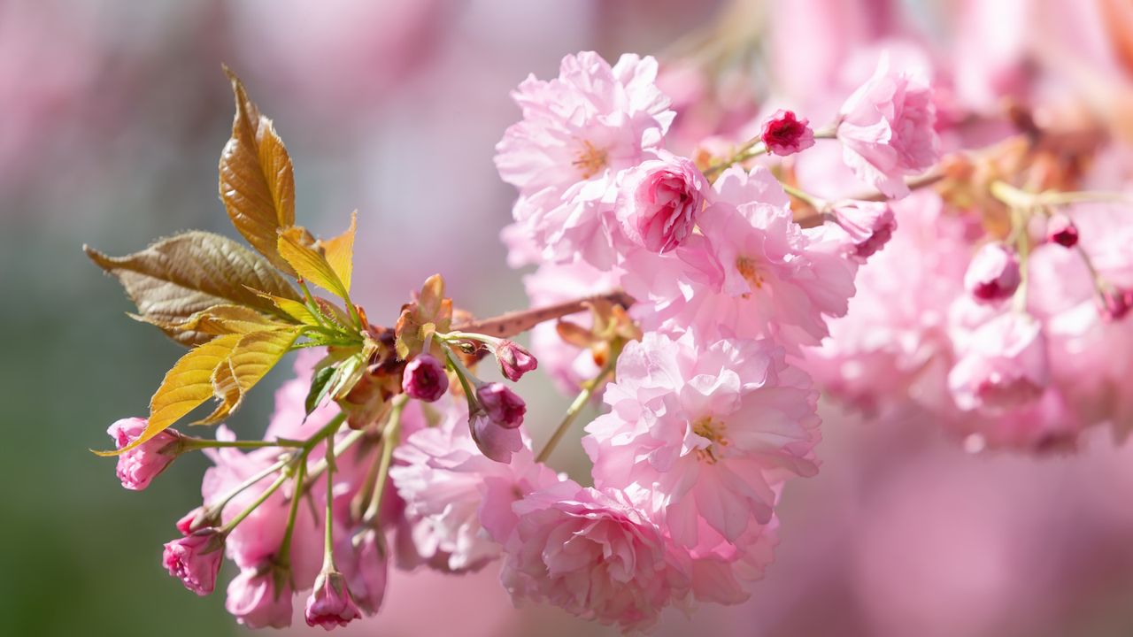 Pink cherry blossom in a sunny spring garden