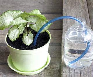 A blue pipe leads from a jug of water to a potted houseplant