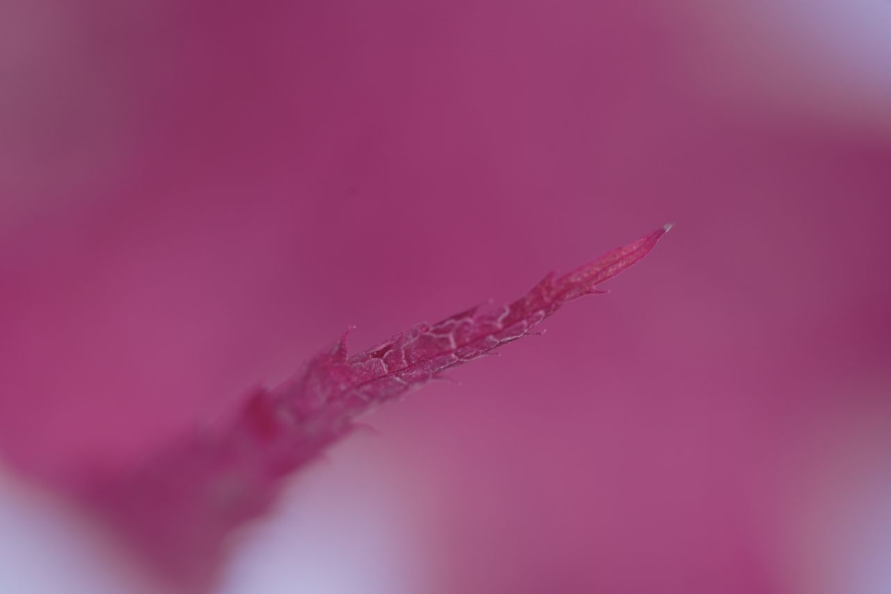 A snowy fall photograph taken with the Sony FE 100mm f/2.8 Macro GM OSS