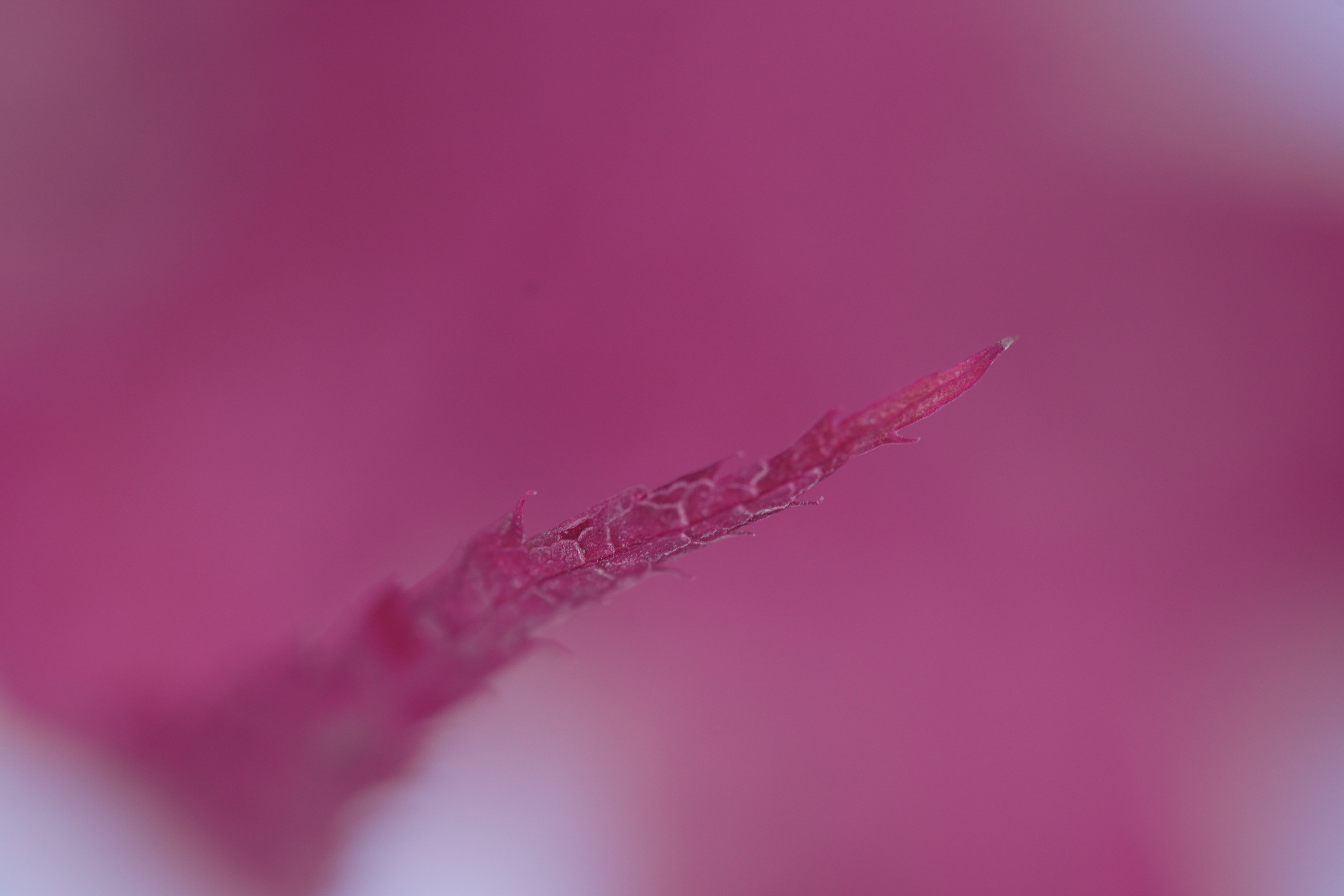 A snowy fall photograph taken with the Sony FE 100mm f/2.8 Macro GM OSS