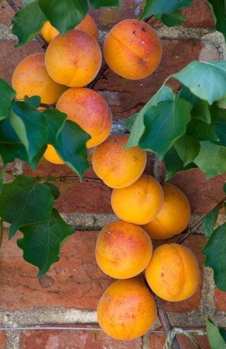 Close up of apricots growing against brick wall