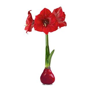 Waxed Amaryllis Bulb - Christmas Red Wax, Red Blooms - Easy Care, No Watering Needed - Beautiful Holiday Décor - Ships Next Business Day