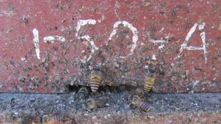 Honey bees apply animal dung at the entrance of their hives to ward off attacks from giant hornets.