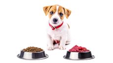 Puppy with choice of dog food bowls