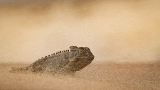 Chameleon partially buried in swirling desert sand, blending into the beige background. Its eyes are visible