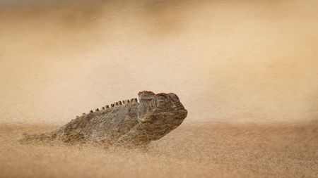 Chameleon partially buried in swirling desert sand, blending into the beige background. Its eyes are visible