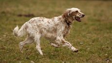 English Setter running