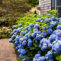 Summer hydrangea shrub, Fast Growing Trees