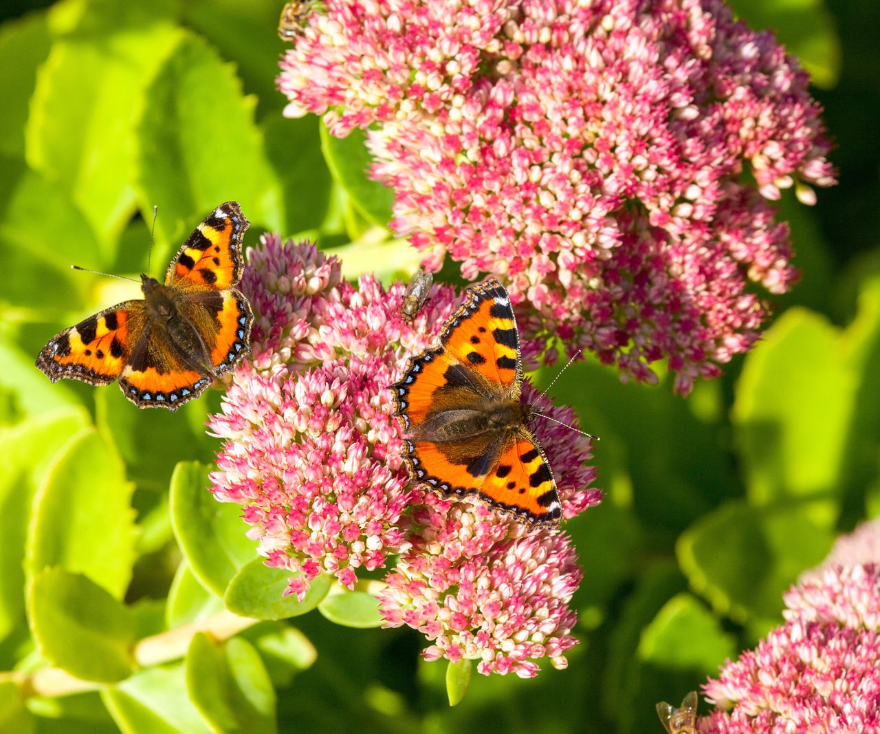 Best plants for a butterfly garden 16 pollinator picks Homes & Gardens