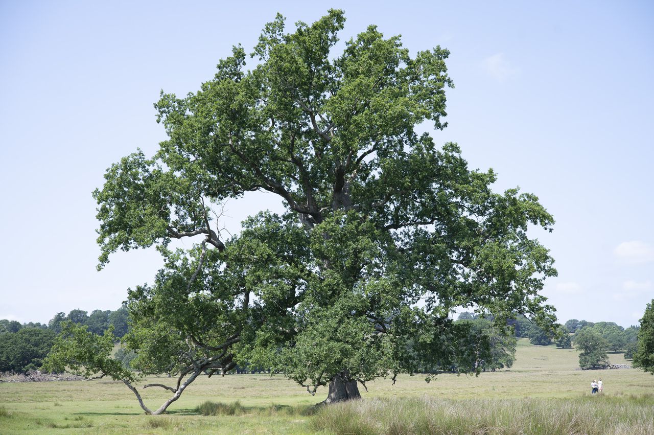 A grand tree in a national park on a sunny day, taken with the Viltrox AF 50mm F2 Air lens