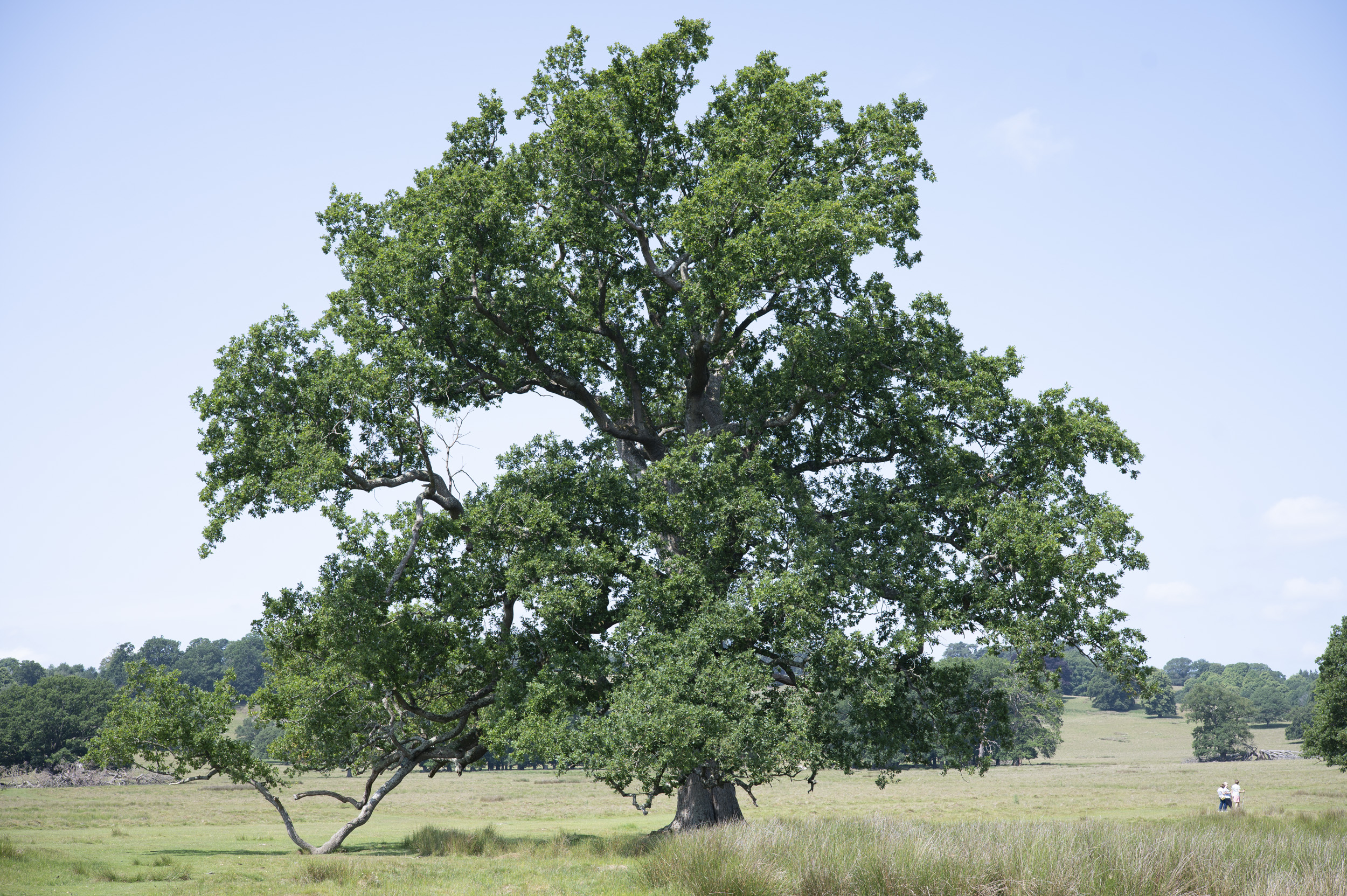 A grand tree in a national park on a sunny day, taken with the Viltrox AF 50mm F2 Air lens