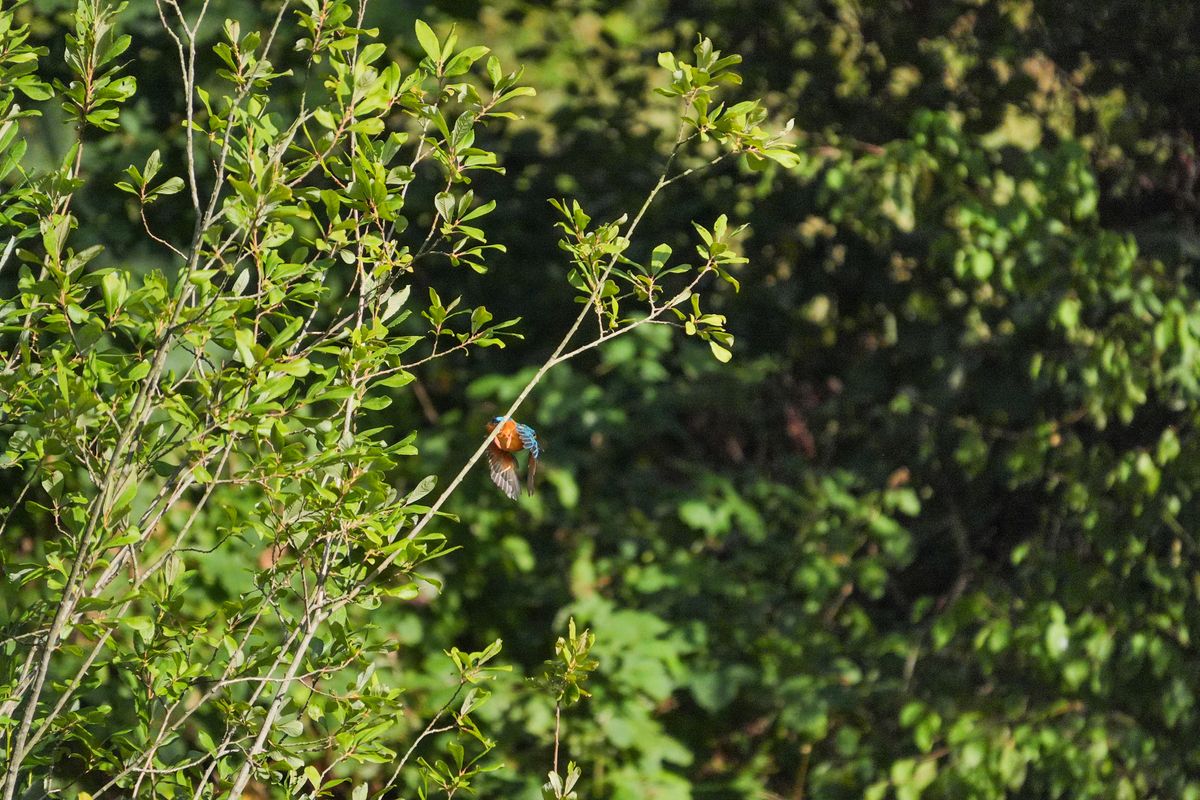 A photo taken on a Sony RX10 V bridge camera