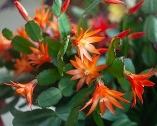 red and orange Christmas cactus