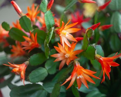 Christmas cactus watering tips: essential advice | Gardeningetc