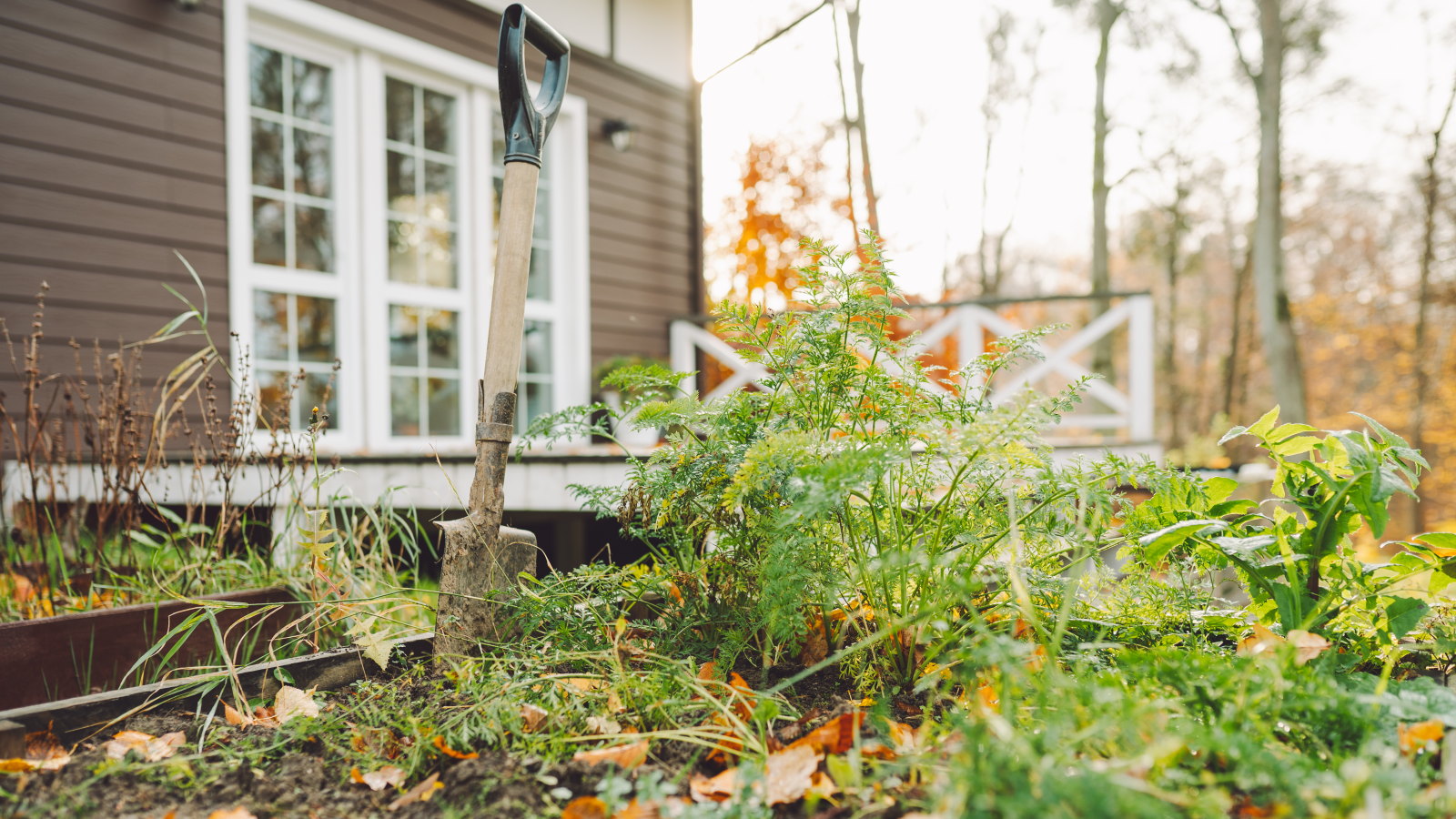 A garden fork in the soil next to carrots in a fall vegetable garden
