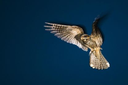 A European nightjar (Caprimulgus europaeus) in flight at dusk in Ashdown Forest, Sussex. The nightjar is often known as the &lsquo;fern owl&rsquo;, but has many other names: &lsquo;scissor grinder&rsquo;, &lsquo;razor grinder&rsquo;, &lsquo;wheel bird&rsquo; and &lsquo;spinner&rsquo;.
