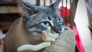 Cat carries toy 2025 in mouth and meows