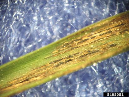 Grass Rust Fungus