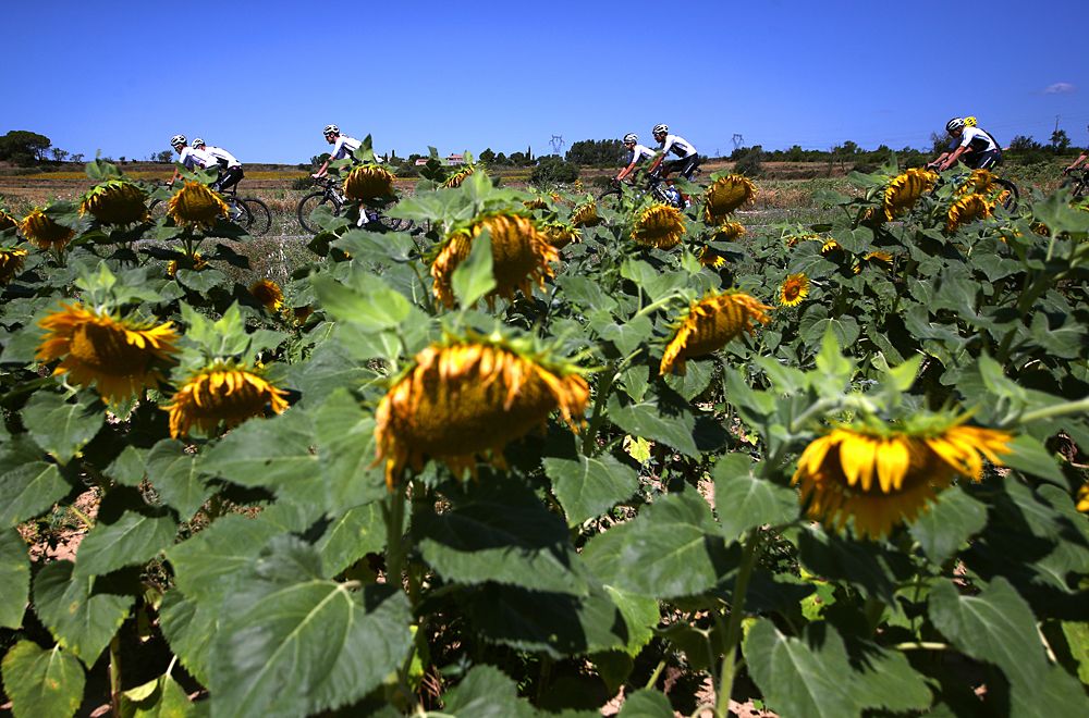 Team Sky pass wilted sunflowers while on a rest-day training ride in 34C heatwave