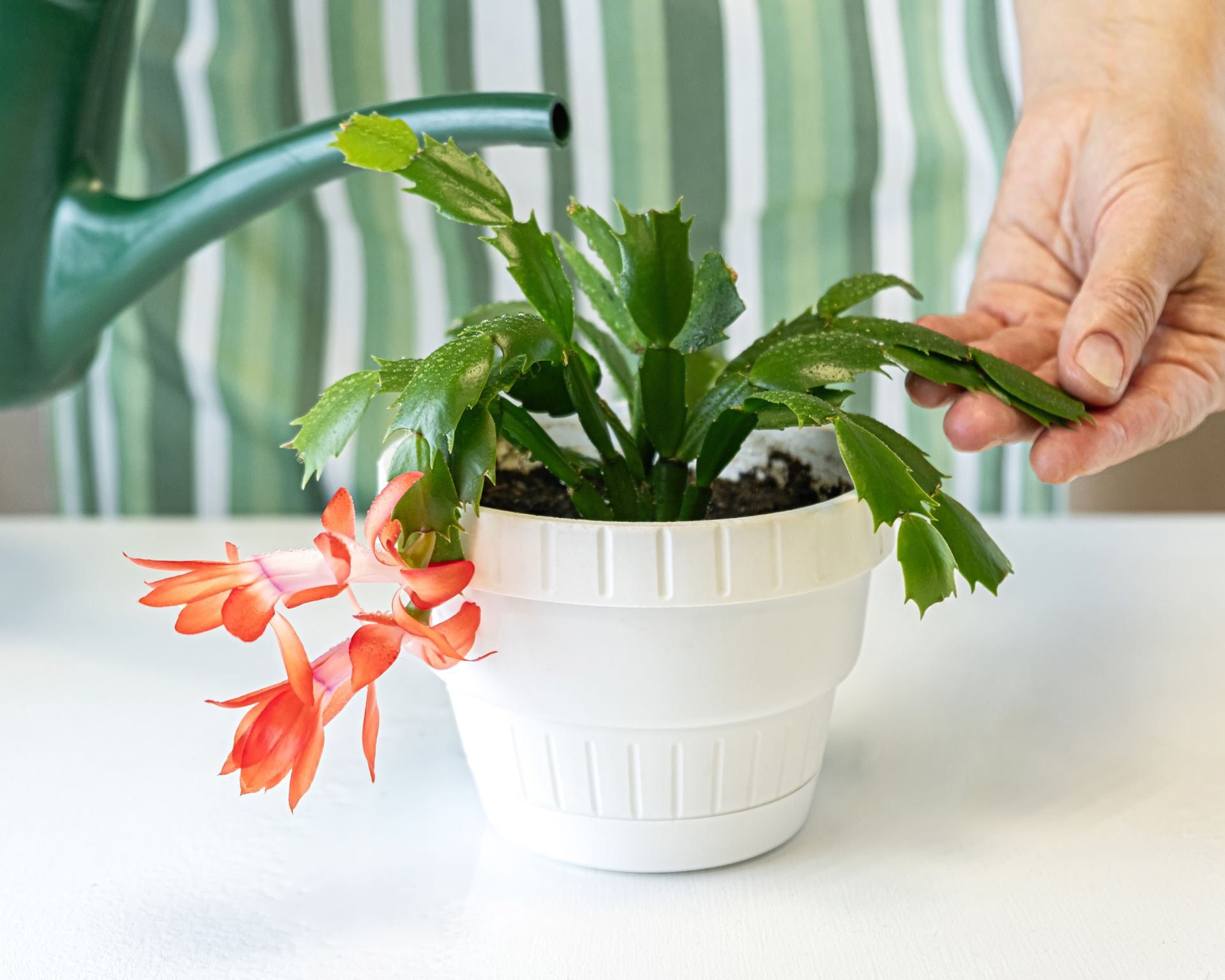 Closeup of carefully watering vibrant green leaves of blooming christmas cactus (schlumbergera) in pot
