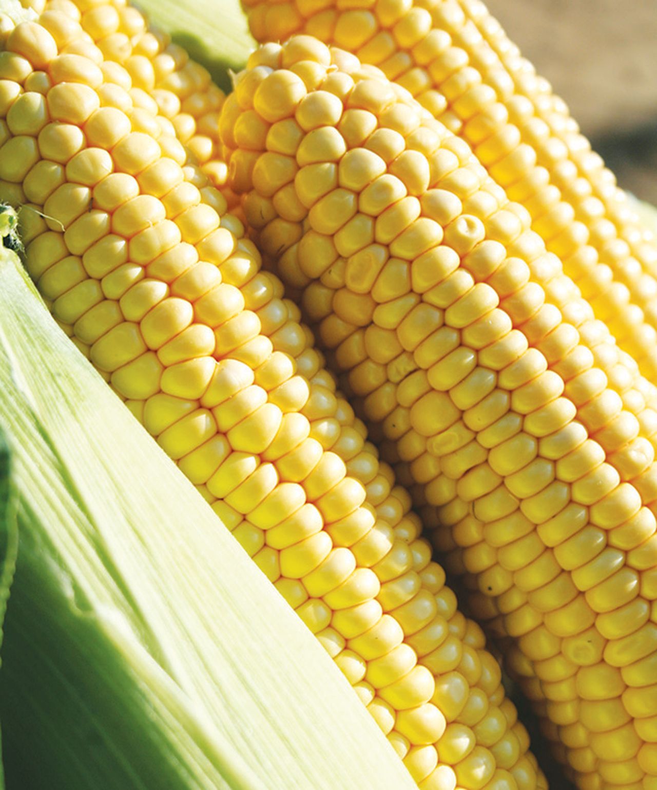 How to grow sweet corn a guide to planting corn on the cob GardeningEtc