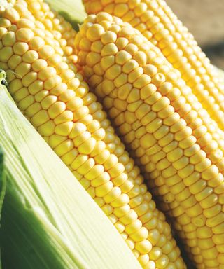 how to grow sweet corn: Earlibird variety