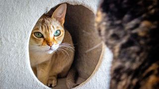 Singapura cat sitting in cat tree