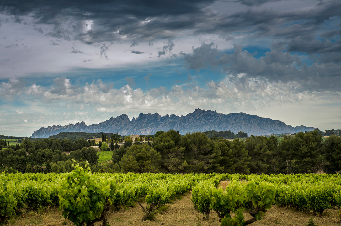 Juv&amp;eacute; &amp;amp; Camps vineyards and estate with mountains in the background