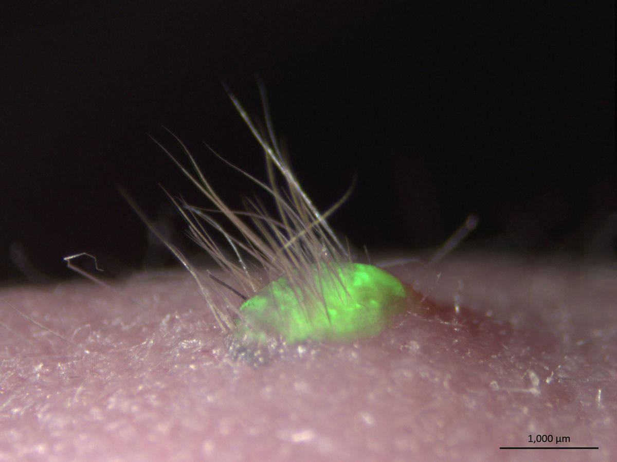 lab-grown skin, growing on a mouse