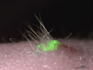 lab-grown skin, growing on a mouse