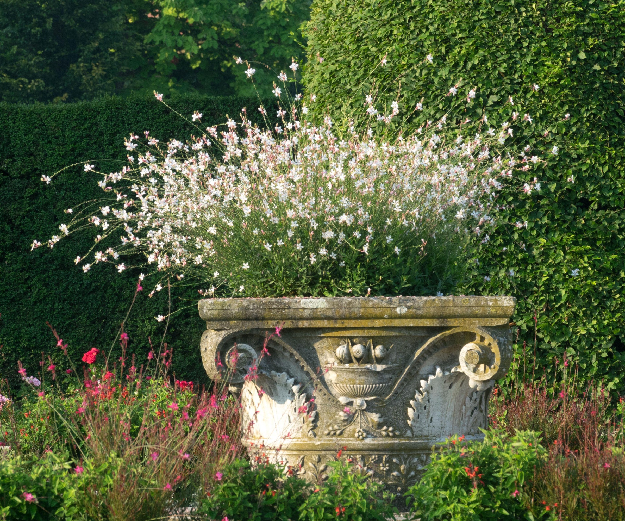 A garden urn filled with Gaura lindheimeri