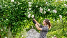 Woman dressed in grey T-shirt holding a pear of secateurs and pruning a pink rambling rose, which is one of the plants to prune in August 