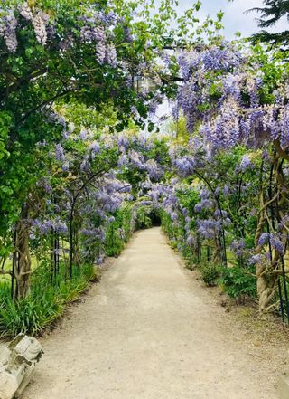 wisteria arch over path