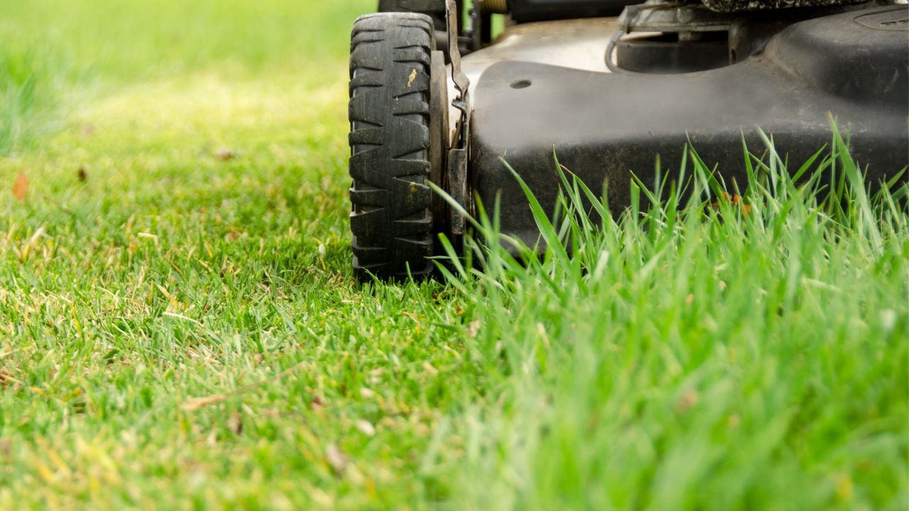 An example of &#039;can lawnmower blades be too sharp?&#039;, a close up of a lawnmower cutting grass