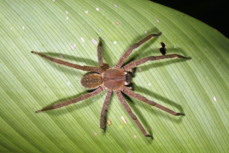 Wandering spider in Peru